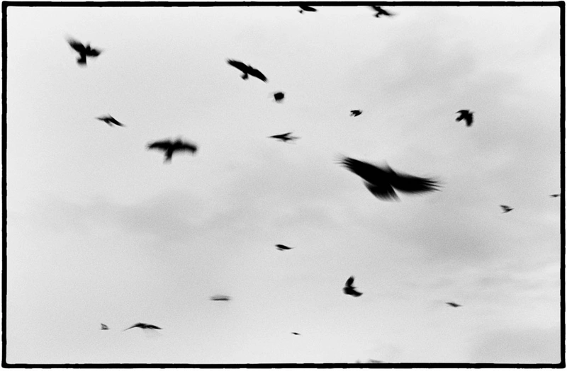 Twenty Birds, Jena 2018