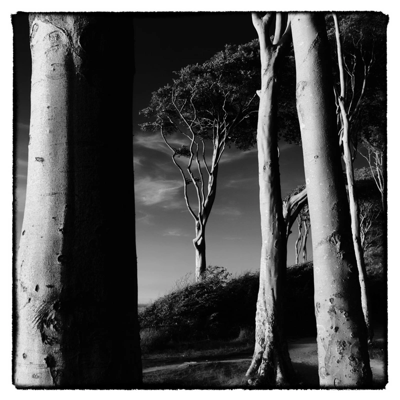Beeches, Nienhagen 2016