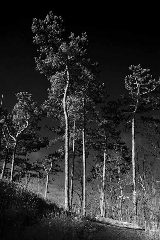 Pines, Jena 2016