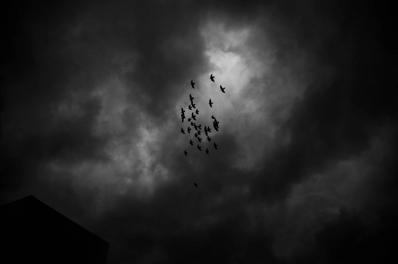Thirty Three Birds, Jena 2015
