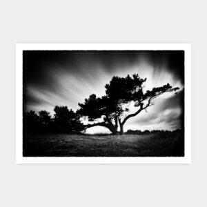 Pine in Wind, Heatherhill Rågeleje, Denmark 2018