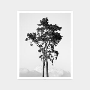 Two Pines, Dala, Kristianstad, Sweden 2023